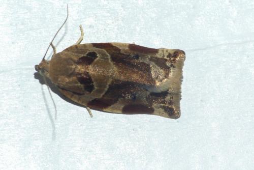 Réf. 233 272 : Archips xylosteana